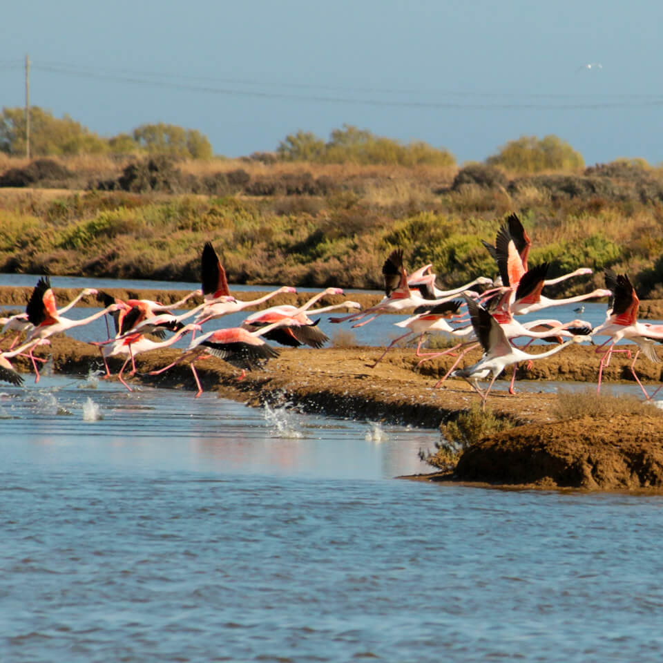 A flock of flamingos in Ria Formosa Natural Park