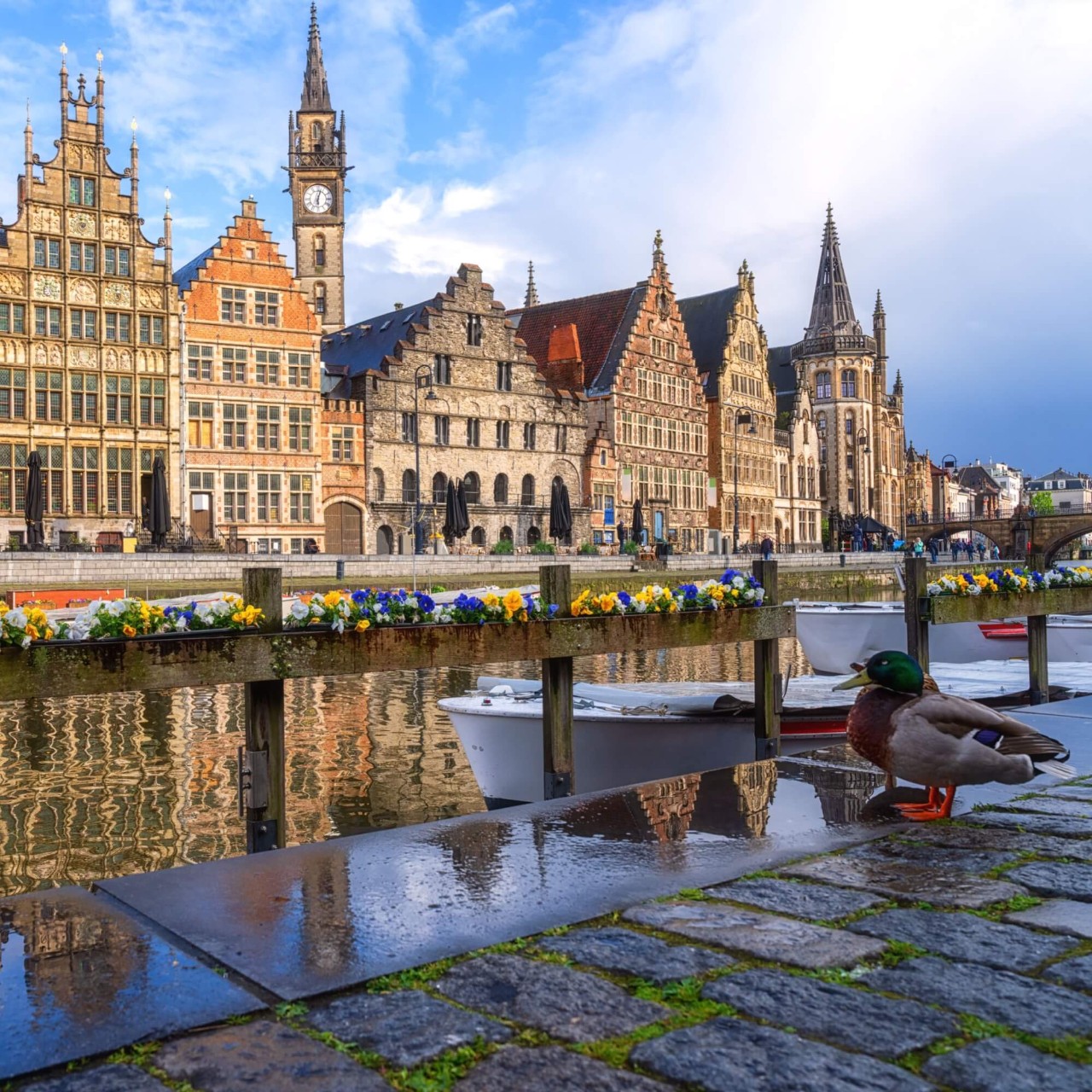 A duck sits on the edge of a stone pathway along Ghent's riverfront, with old-style Belgian buildings along the opposite side of the river